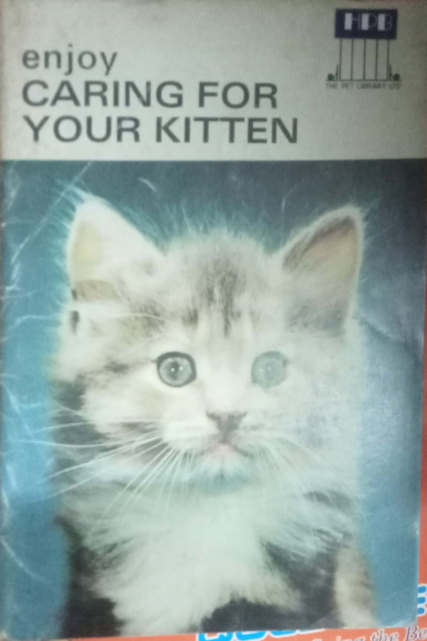 Enjoy Caring For Your Kitten