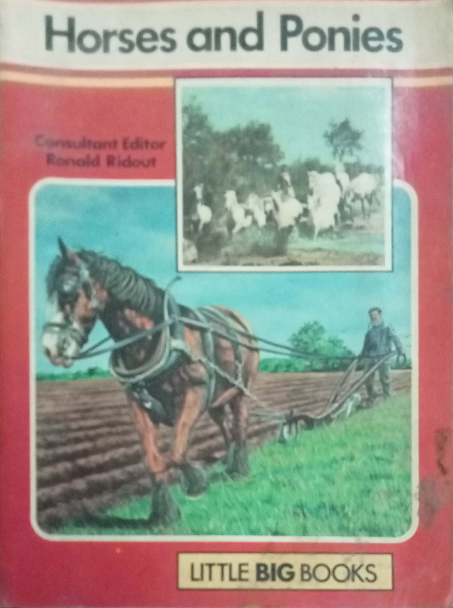 Hores And Ponies