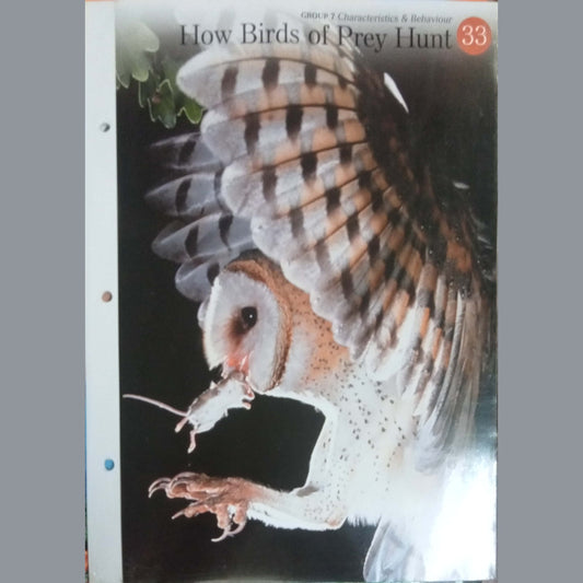 How Birds Of Prey Hunt (HD)