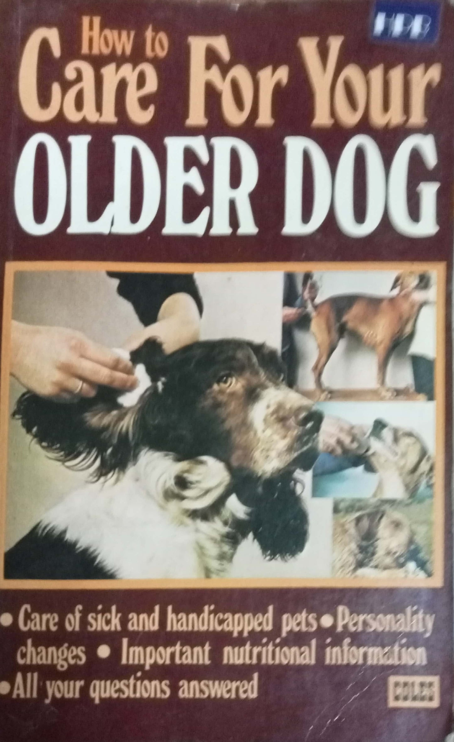 How To Care For Your Older Dog